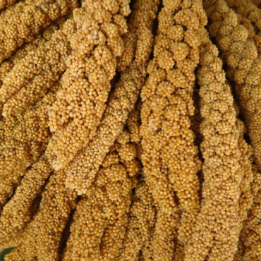 Millet