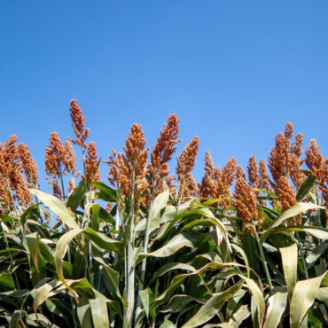 Sorghum