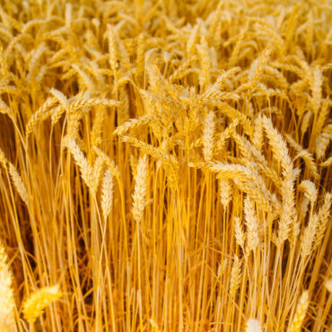 Wheat (Tricicum)