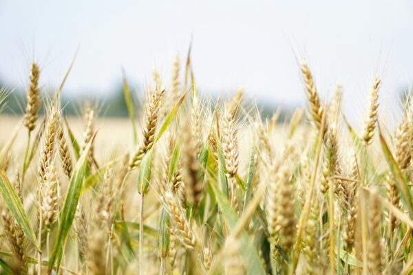 Wheat (Tricicum)