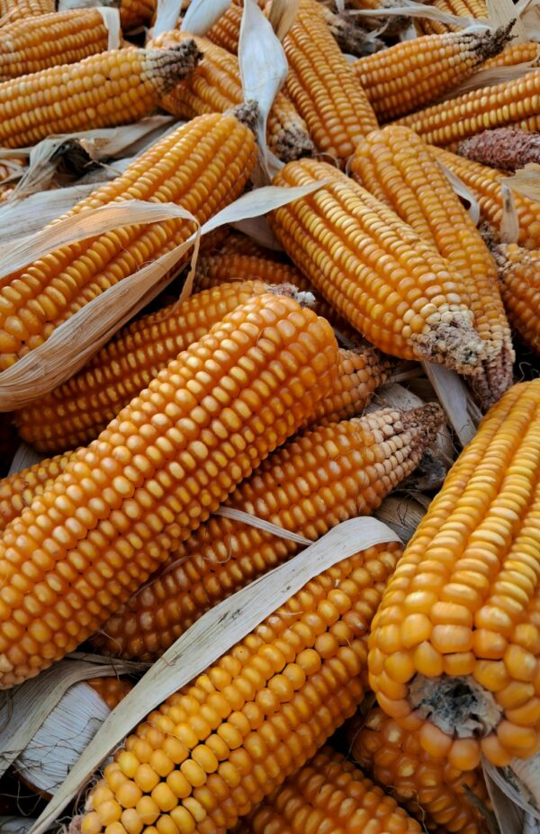 Corn