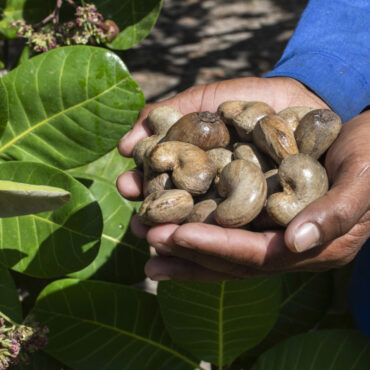 Cashew nuts