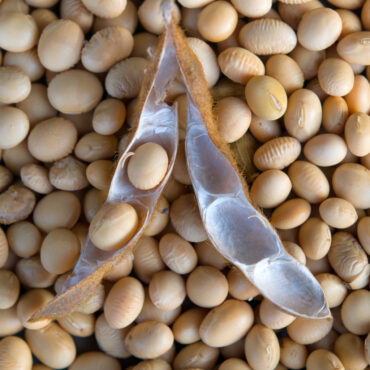 Soybeans